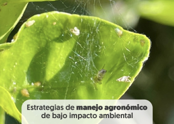 Artropofauna benéfica en cítricos orgánicos del desierto de Sonora