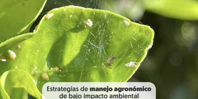 Artropofauna benéfica en cítricos orgánicos del desierto de Sonora