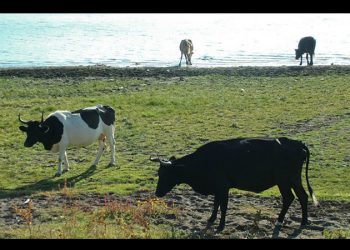 Detectan ganado infectado con gusano barrenador en México; EU suspende importaciones