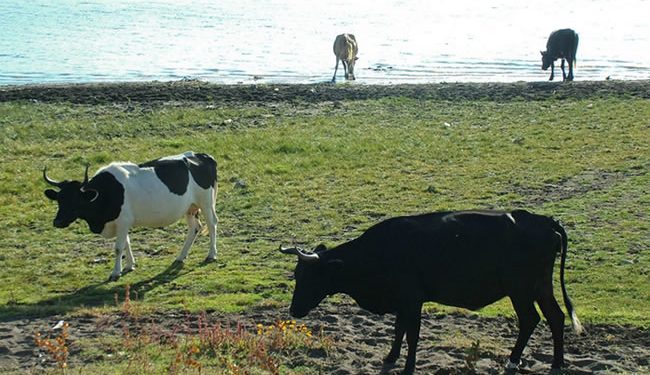 Detectan ganado infectado con gusano barrenador en México; EU suspende importaciones