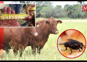 Problema de sanidad del gusano barrenador en sur del país no representa riesgo en el consumo de carne en Sonora: SADER