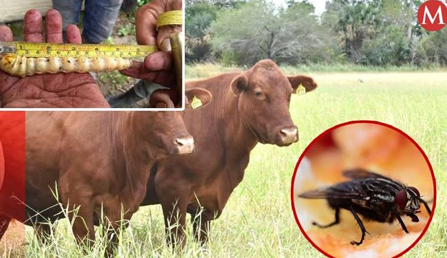 Problema de sanidad del gusano barrenador en sur del país no representa riesgo en el consumo de carne en Sonora: SADER