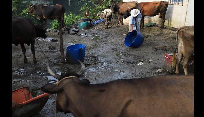 El gusano barrenador del ganado resurge en Centroamérica y genera alerta en México