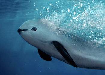 Vaquita Marina: Un Tesoro Mexicano en Peligro