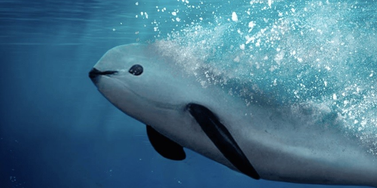 Vaquita Marina: Un Tesoro Mexicano en Peligro