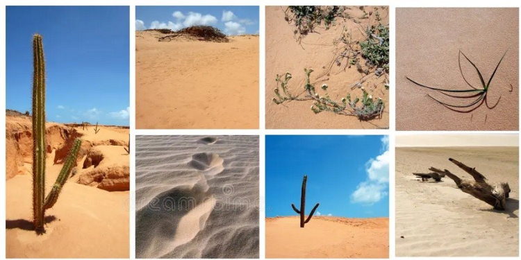 Los 10 Desiertos más Importantes de México: Diversidad Biológica, Importancia Ecológica y Amenazas