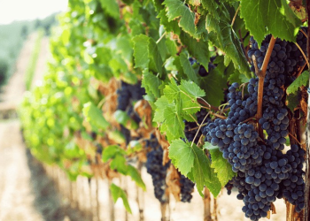 Estas prácticas agrícolas sostenibles protegen la producción de uva en Sonora