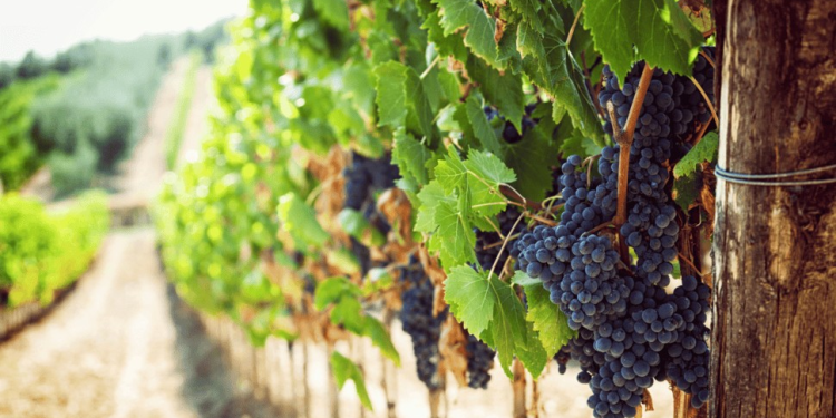 Estas prácticas agrícolas sostenibles protegen la producción de uva en Sonora