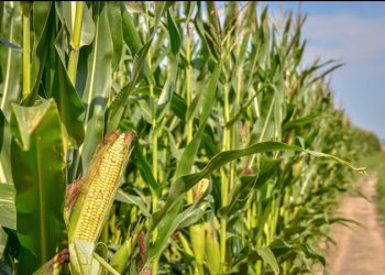 Siembra del maíz blanco, quedará protegido en la Constitución