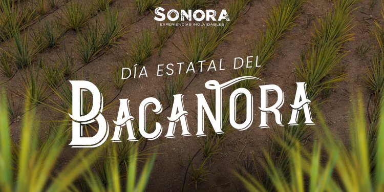 Celebran en Sonora el Día Estatal del Bacanora