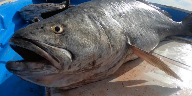 Investigación desentraña el modus operandi de traficantes de Totoaba