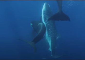 La ingeniosa técnica de ‘Moctezuma’ y su banda de orcas para cazar tiburones ballena en México