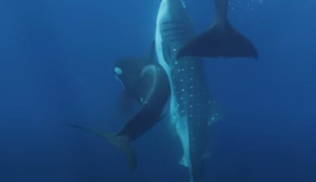 La ingeniosa técnica de ‘Moctezuma’ y su banda de orcas para cazar tiburones ballena en México