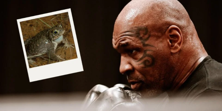 El día que Mike Tyson sintió a Dios gracias al sapo de Sonora y decidió boxear contra Paul en “el mayor show antes de morir”
