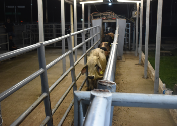 Trabajamos para proteger la ganadería del gusano barrenador