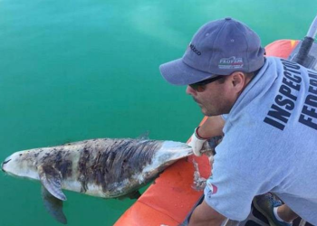 Preservación de vaquita marina, genera delincuencia en San Felipe