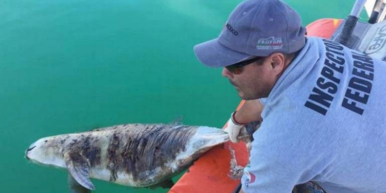Preservación de vaquita marina, genera delincuencia en San Felipe