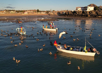 Fracasa Plan de Acción para salvar a la vaquita marina de la extinción