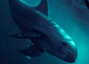 Reportan a la vaquita marina en peligro crítico, quedan solo 10 especies ¡en el mundo!