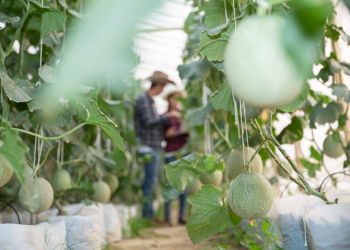Destaca Sonora en producción de melón