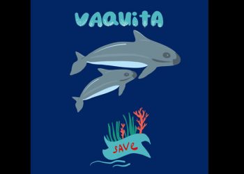 Protección de la vaquita marina es responsabilidad de todo el gobierno: Ávila Martínez