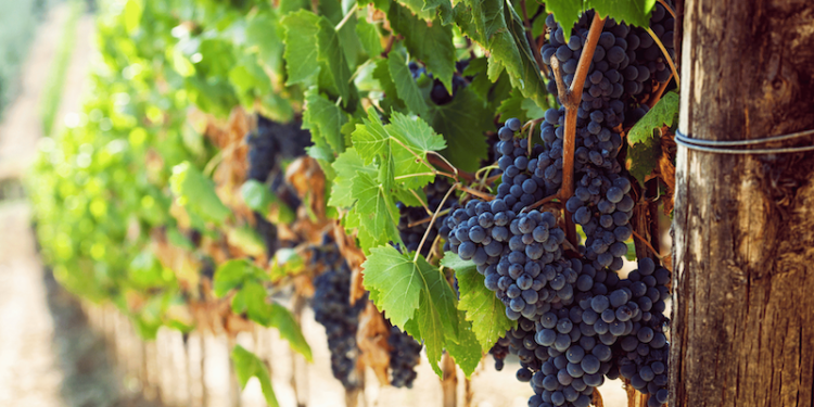 Sonora, donde la sostenibilidad y la colaboración convergen para el éxito agrícola