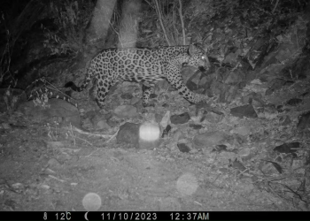 Los rancheros del norte de México se alían con científicos para proteger al jaguar