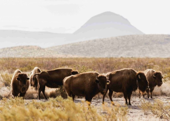 Rewilding de Cemex: un compromiso de biodiversidad