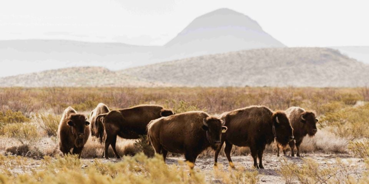 Rewilding de Cemex: un compromiso de biodiversidad