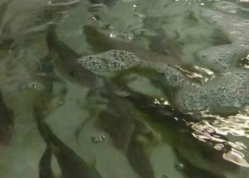 Comercializa UABC 4.5 toneladas de totoaba