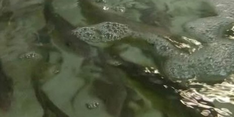 Comercializa UABC 4.5 toneladas de totoaba