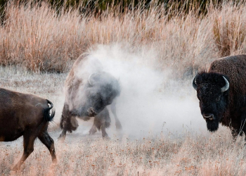 Reserva de Janos: Cómo llegar al hogar de la única población silvestre de bisonte en México