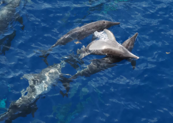Un estudio revela rastros de fentanilo en delfines del golfo de México