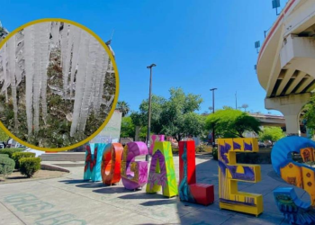 Nogales amanece “congelado”; así lucen sus árboles tras intenso frío en Sonora