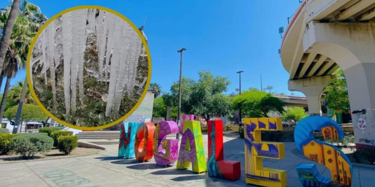 Nogales amanece “congelado”; así lucen sus árboles tras intenso frío en Sonora