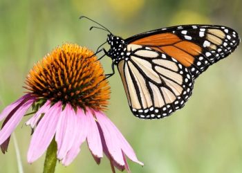 EU propone declarar a la mariposa monarca como especie amenazada