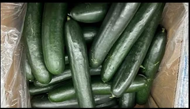 Más de 60 personas enfermas en EEUU: retiran pepinos contaminados con salmonela provenientes de Sonora