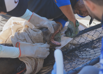Respondiendo al llamado: Protegiendo a los leones marinos en el Mar de Cortés