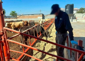 Aseguran ganado en Guanajuato por sospecha de clembuterol