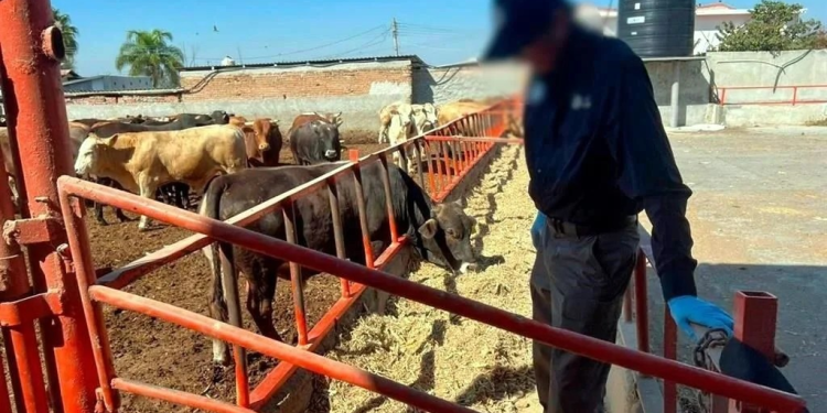 Aseguran ganado en Guanajuato por sospecha de clembuterol