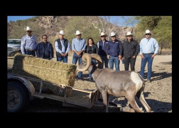 Liberan 20 ejemplares de Borrego Cimarrón en ejidos de Plutarco Elías Calles