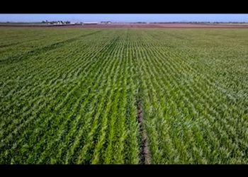 Conagua ahorrará agua en algunos estados agrícolas y la usará para recargar acuíferos; no contemplan a Sonora