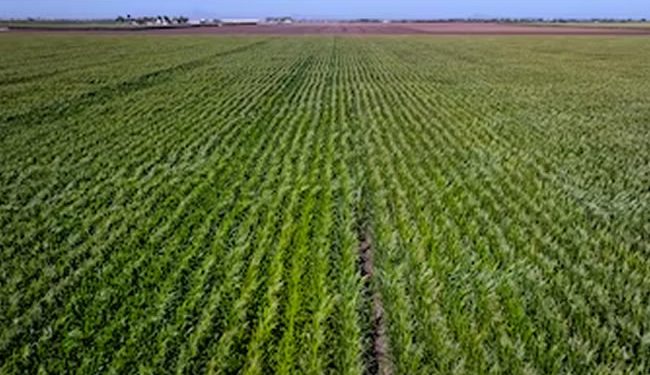 Conagua ahorrará agua en algunos estados agrícolas y la usará para recargar acuíferos; no contemplan a Sonora