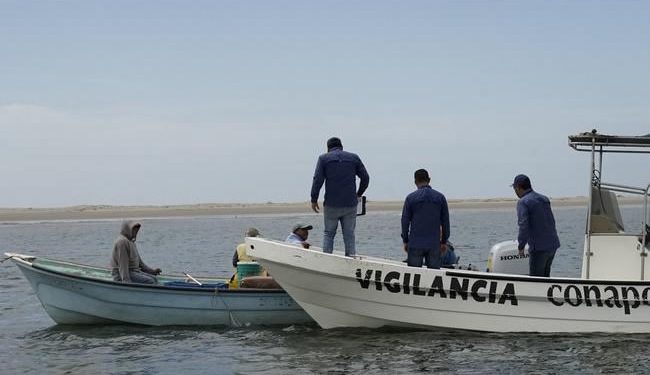 Decomisa CONAPESCA más de mil 500 toneladas de producto pesquero en 2024