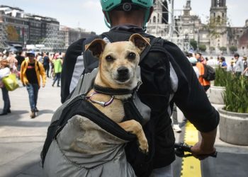 ¿Qué clase de dueñ@ de perro eres? Existen 3 tipos, según la ciencia