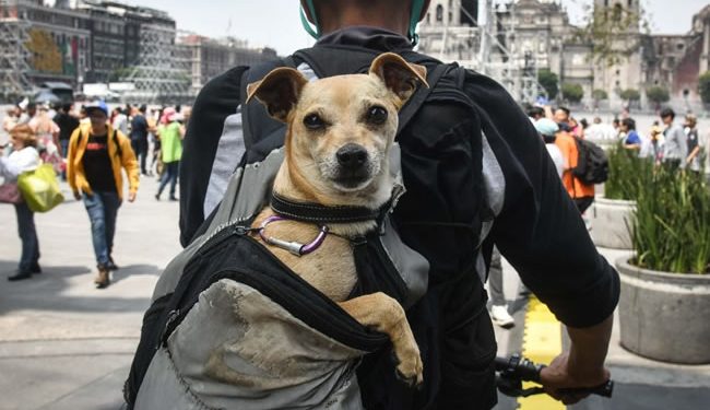 ¿Qué clase de dueñ@ de perro eres? Existen 3 tipos, según la ciencia
