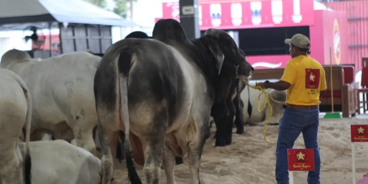México y EU acuerdan cómo poner fin al cierre de fronteras por gusano barrenador