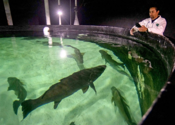 UABC comercializará totoaba golfina