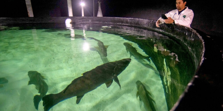 UABC comercializará totoaba golfina