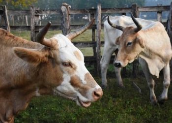 EU reabre frontera a las importaciones de ganado de pie mexicano